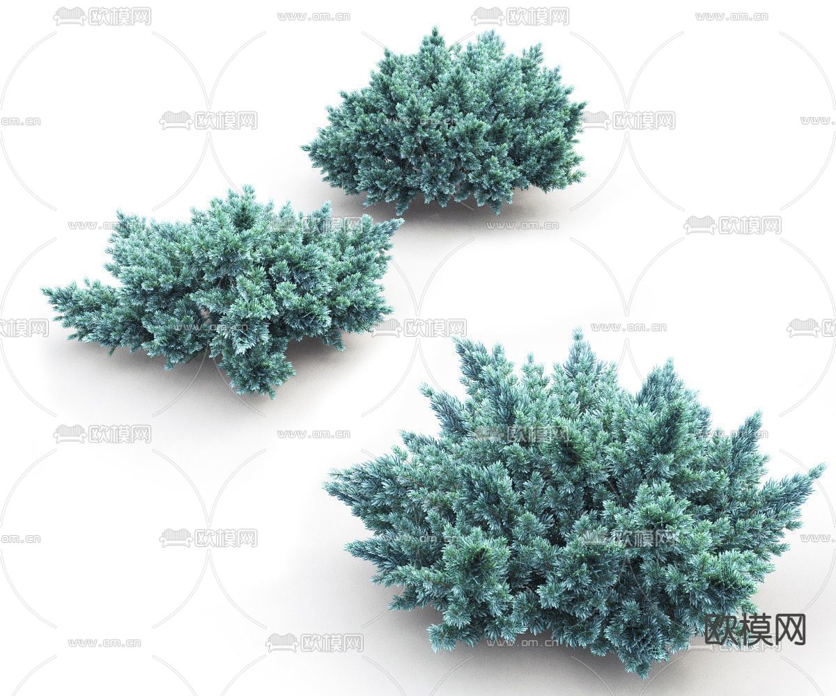 刺柏 灌木丛3d模型下载（渲染图1）