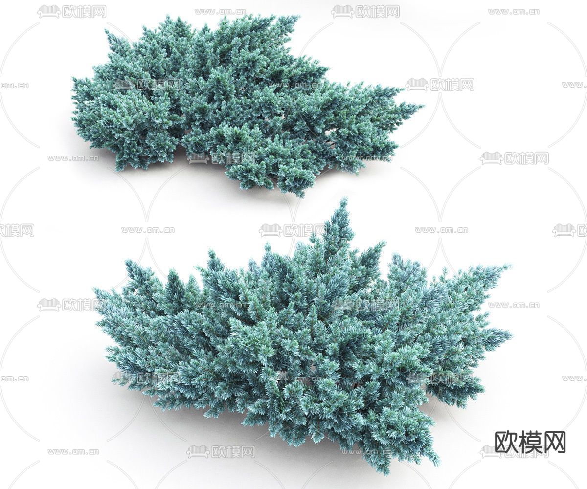 刺柏 灌木丛3d模型下载（渲染图3）