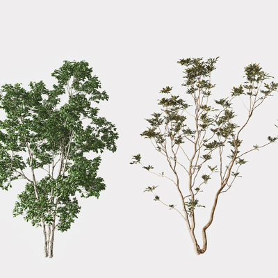  绿植乔木su模型 