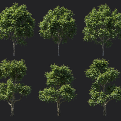  乔木 行道树 大树su模型 