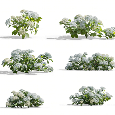  户外绣球花 香雪球 花卉花草su模型 