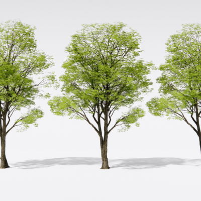  行道树 大树 景观树su模型 