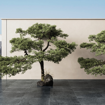  迎客松 松树su模型 