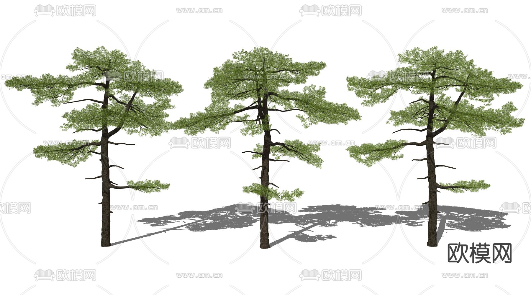 迎客松 景观树su模型下载（渲染图2）