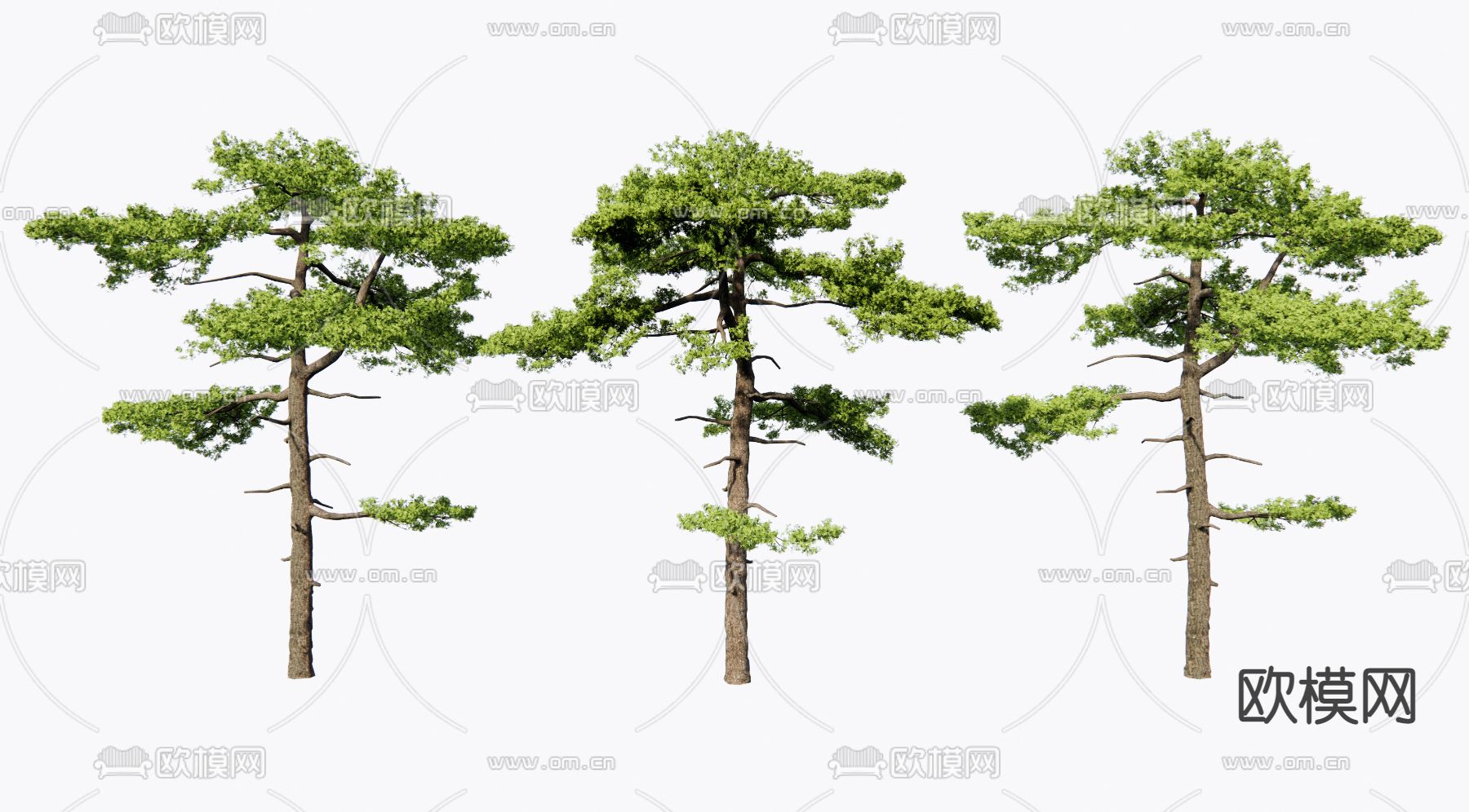 迎客松 景观树su模型下载（渲染图1）