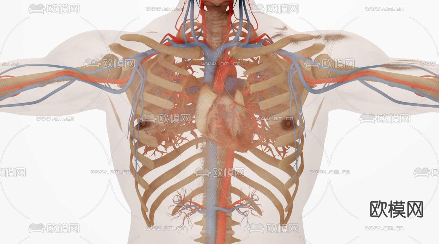 人体 心脏3d模型下载