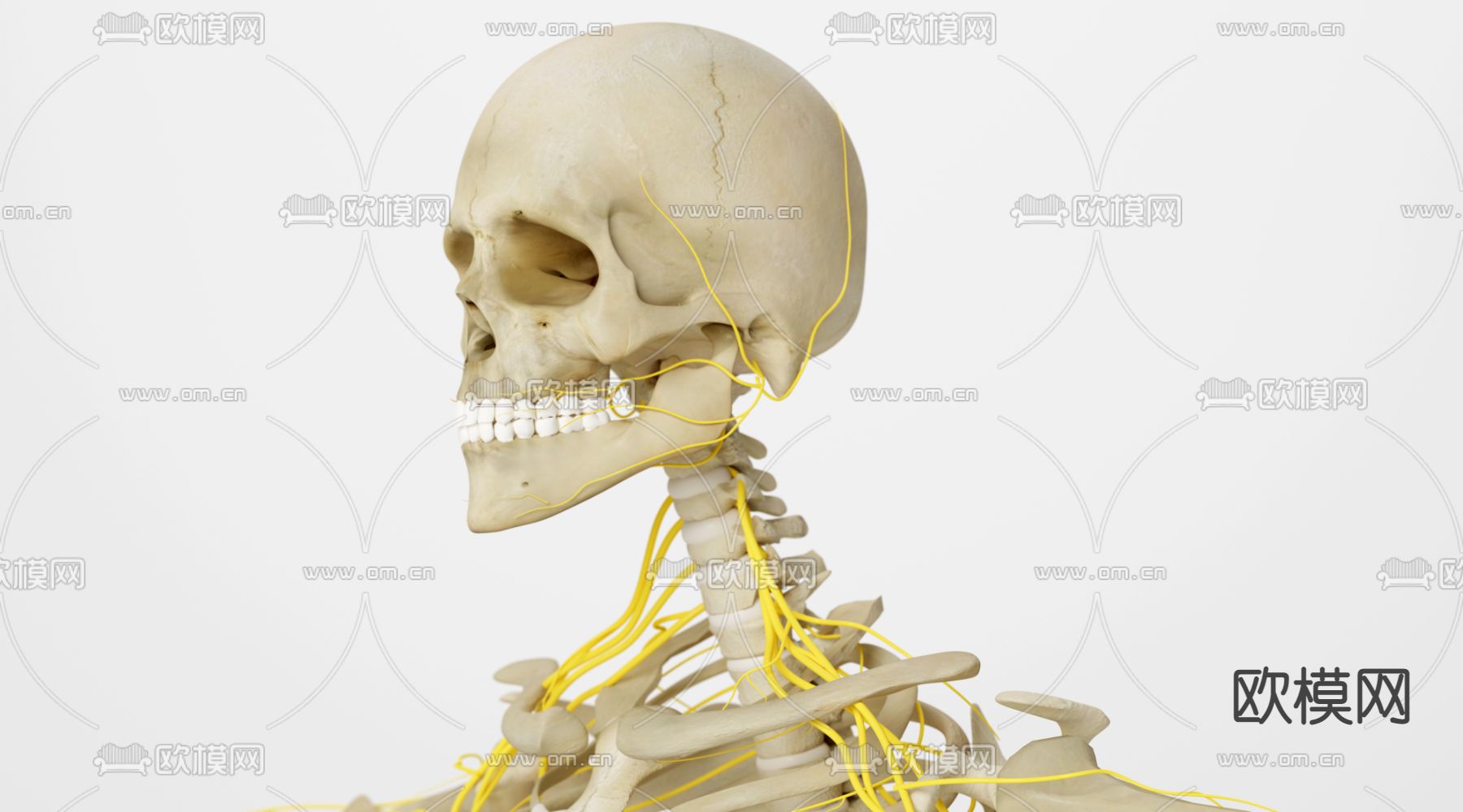 现代人体 骨骼3d模型下载