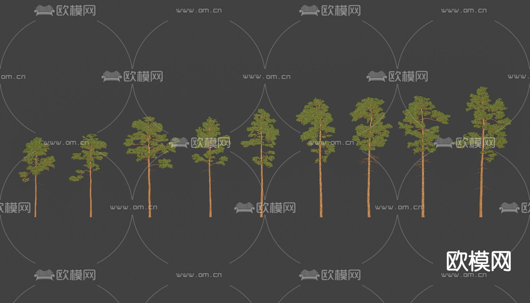 长白松树su模型下载（渲染图2）