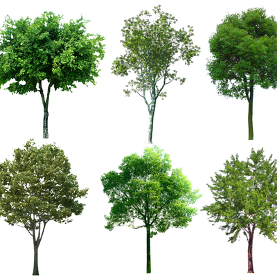  2D国槐树 香樟树 高杆树 榆树su模型 