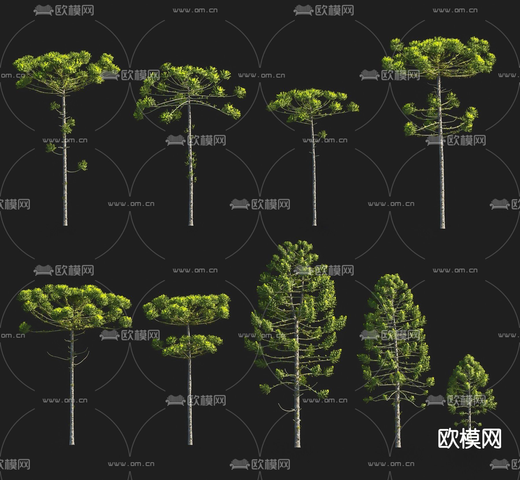 木南洋杉 景观树 松树su模型下载（渲染图1）
