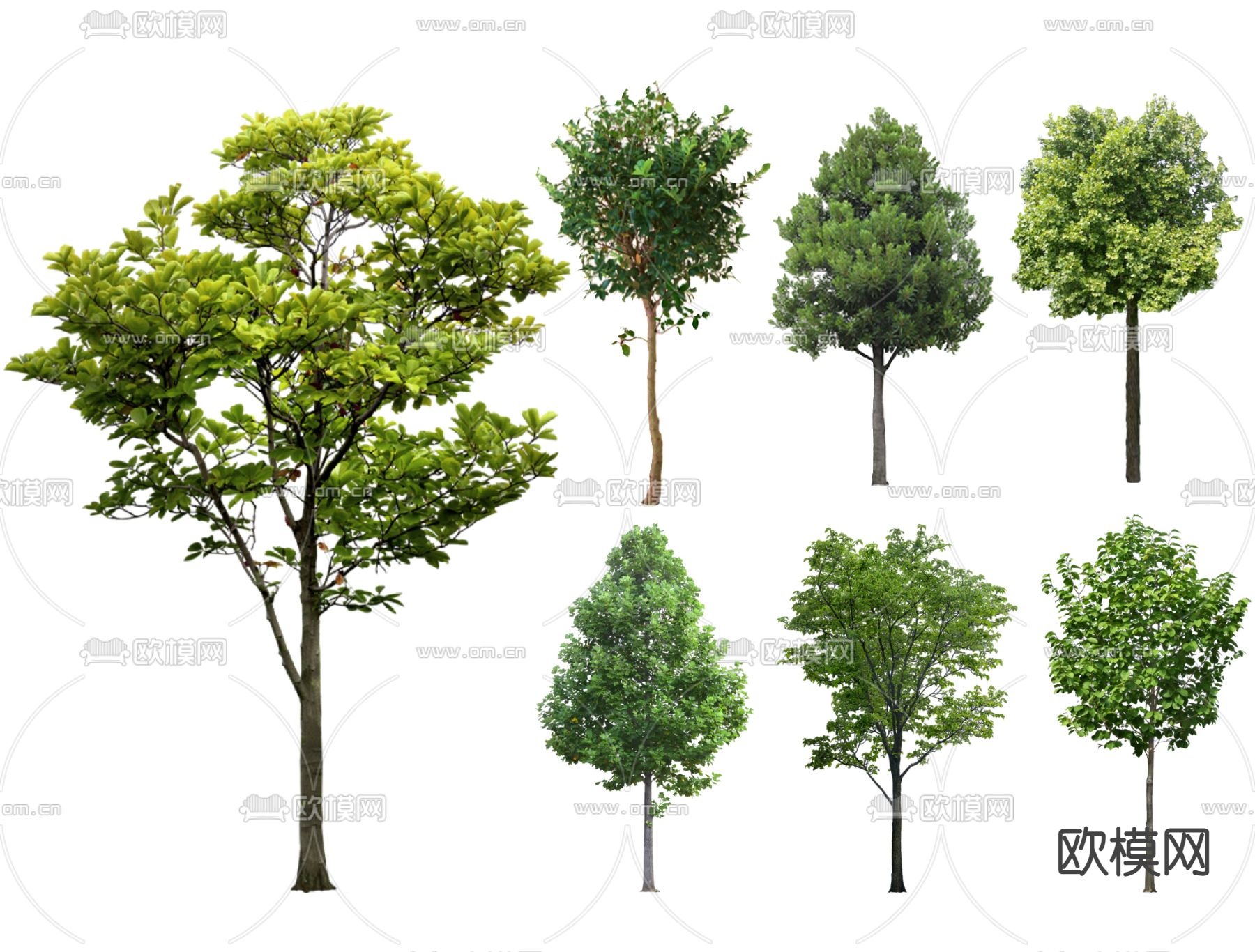 2D广玉兰 白玉兰 大叶女贞 大树su模型