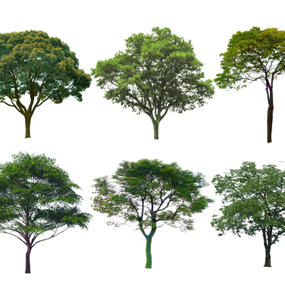  2D香樟树 栾树 国槐树 杜仲树su模型 
