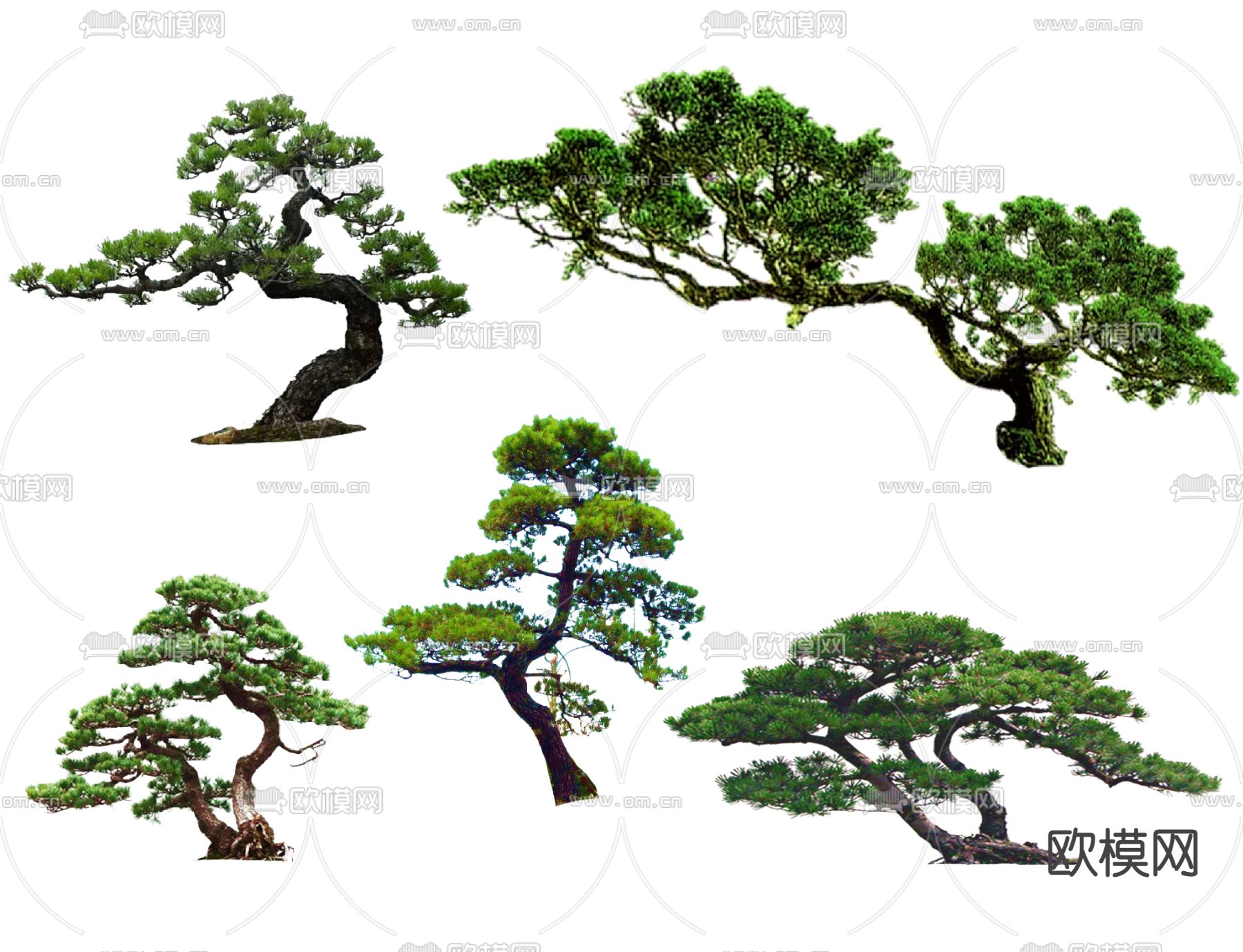 日本黑松-北方园林观赏树木-图片