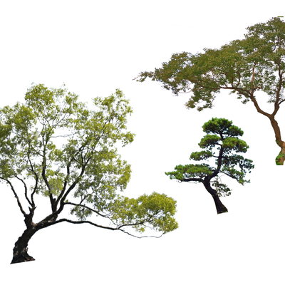  2D歪脖子树 乌桕树 偏冠树su模型 