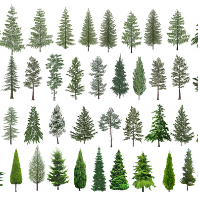  雪松树 水杉树 云杉树 龙柏 针叶树su模型 