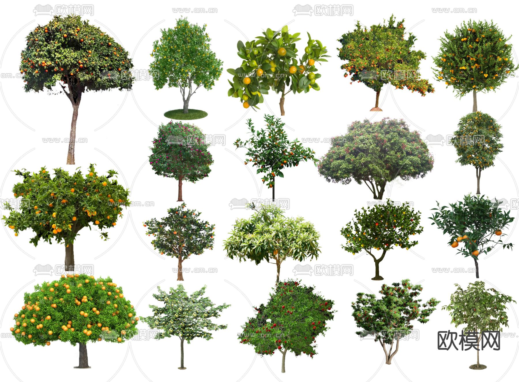 2D果树 石榴树 花果树 橘子树su模型下载