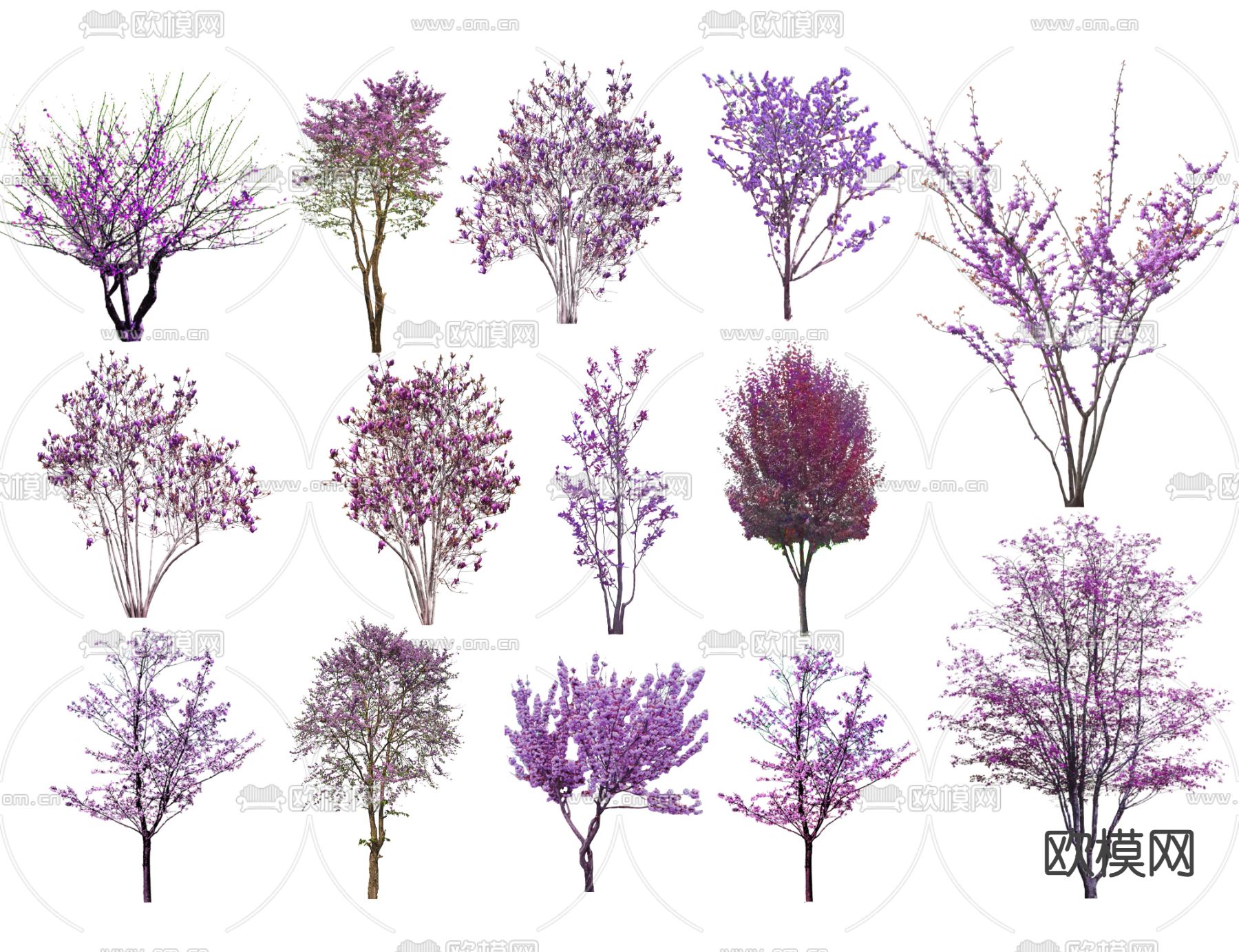 2D紫荆树 紫薇树 色叶树su模型下载