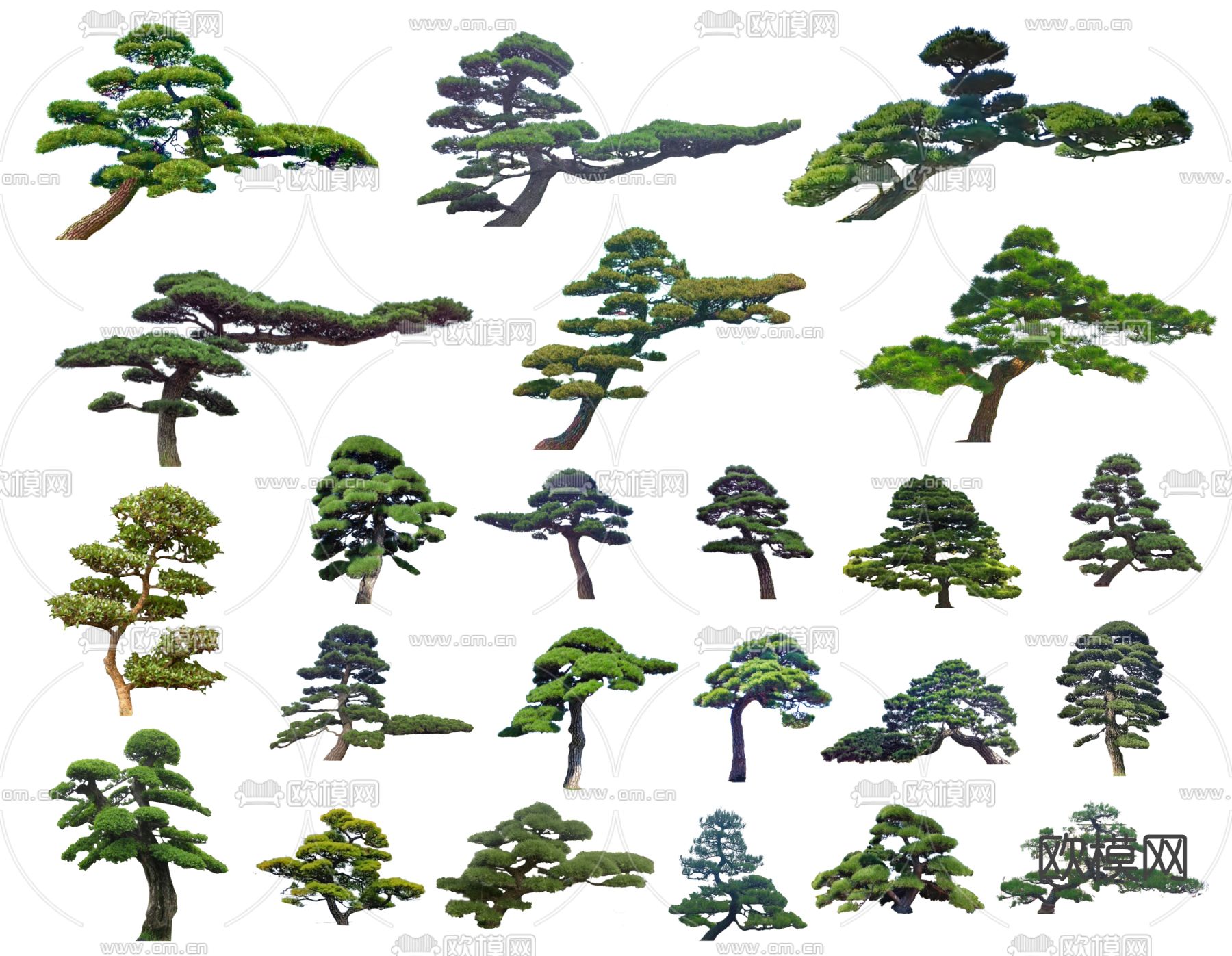 2D造型松 罗汉松 黑松 松树su模型下载