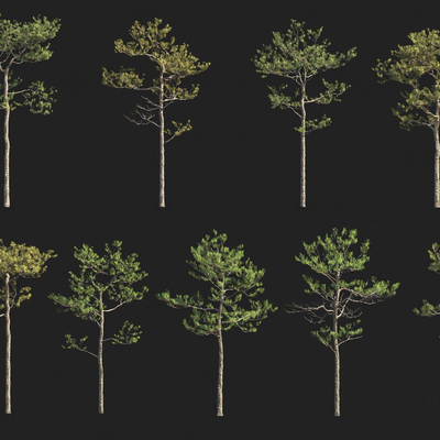  长白松树su模型 