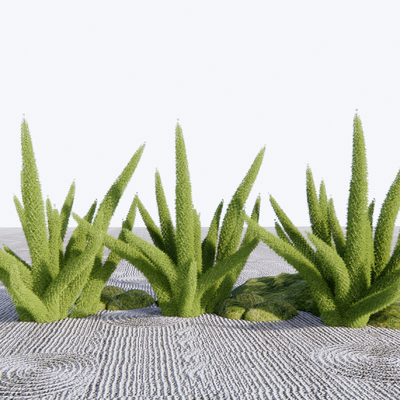  狐尾天门冬 花草su模型 