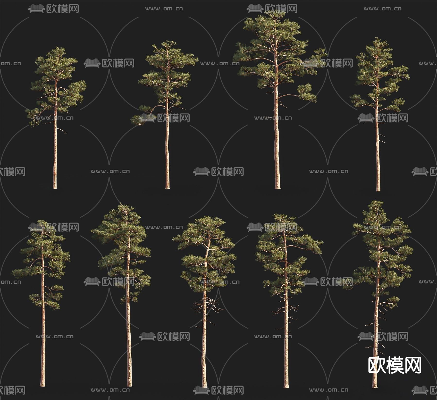 长白松树su模型下载（渲染图1）