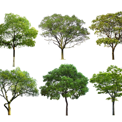  2D国槐树 香樟树 榉树 榆树su模型 