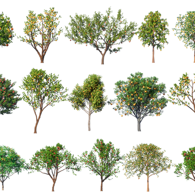  果树 橘子树 石榴树 苹果树 花果树su模型 