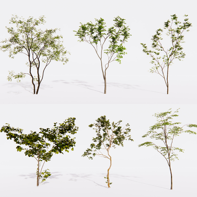 景观树 大树 造型树 庭院树su模型 