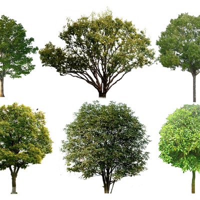  2D桂花树 国槐树 柚子树 香樟树 榉树su模型 