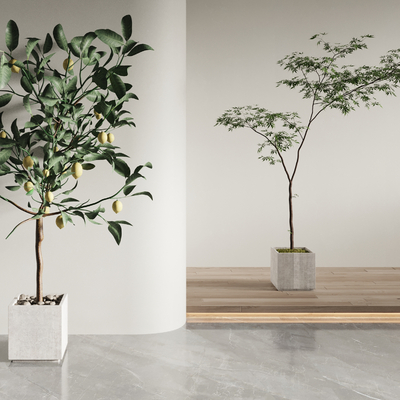  现代盆栽 柠檬树su模型 