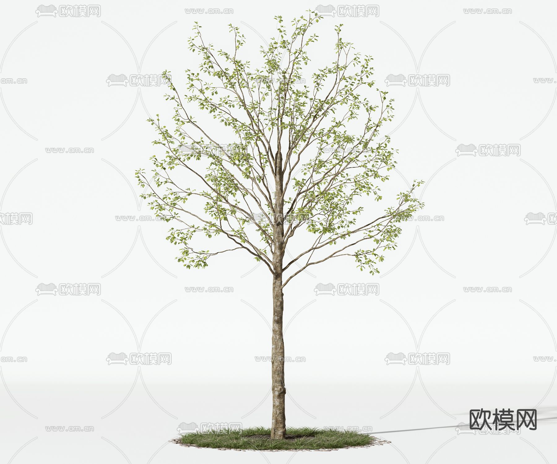 树木 乔木 景观树 大树3d模型下载