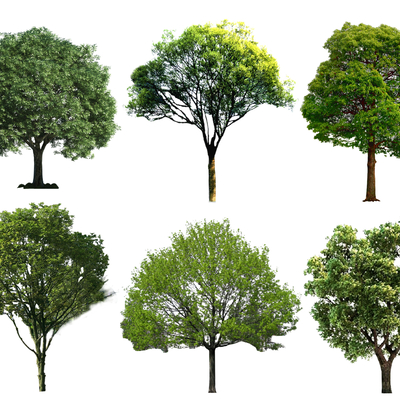  2D香樟树 国槐树 榆树 榉树su模型 