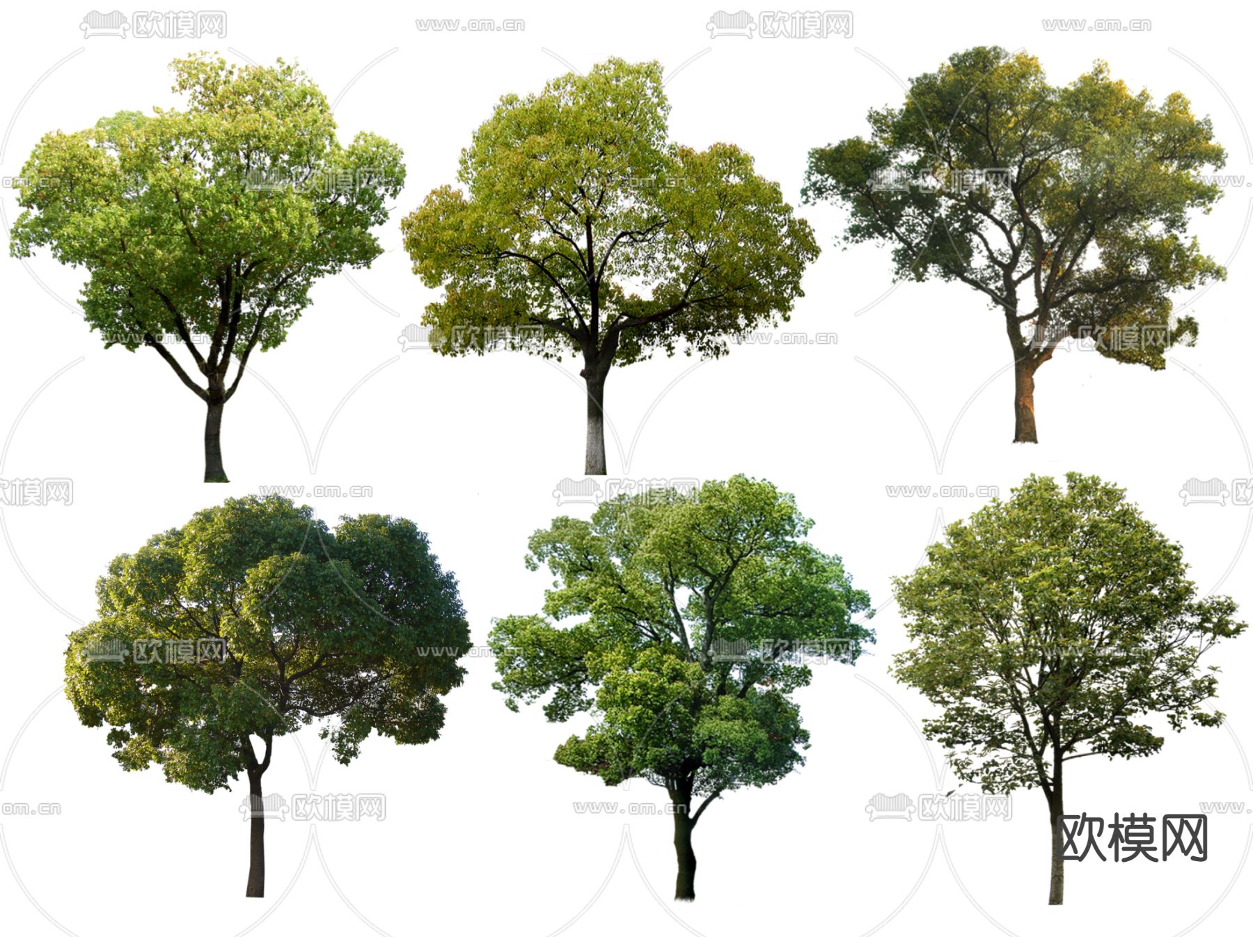 2D香樟树 国槐树 行道树 榉树su模型下载