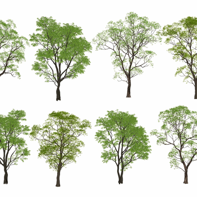  乌桕树 朴树 丛生树 国槐树su模型 