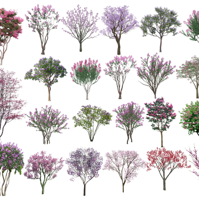  2D紫薇树 紫荆树 丛生紫薇 蓝花楹su模型 
