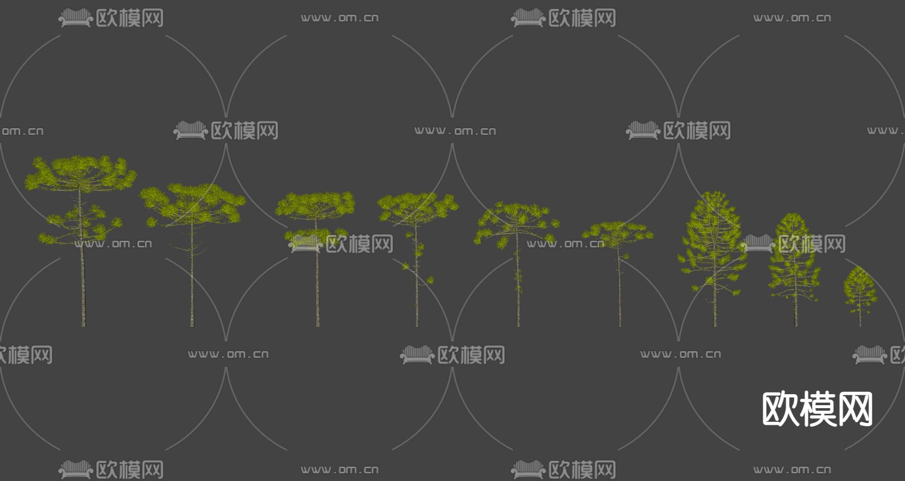 木南洋杉 景观树 松树su模型下载（渲染图2）