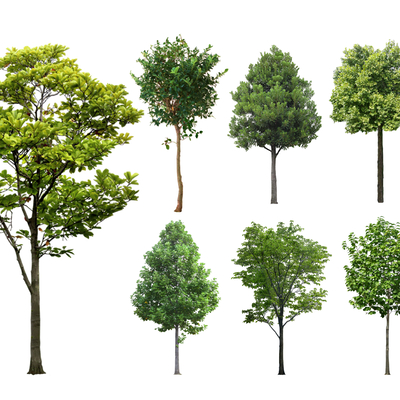 2D广玉兰 白玉兰 大叶女贞 大树su模型