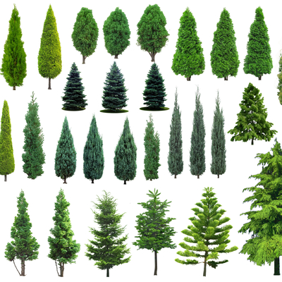  水杉树 雪松树 龙柏 侧柏2D组件su模型 
