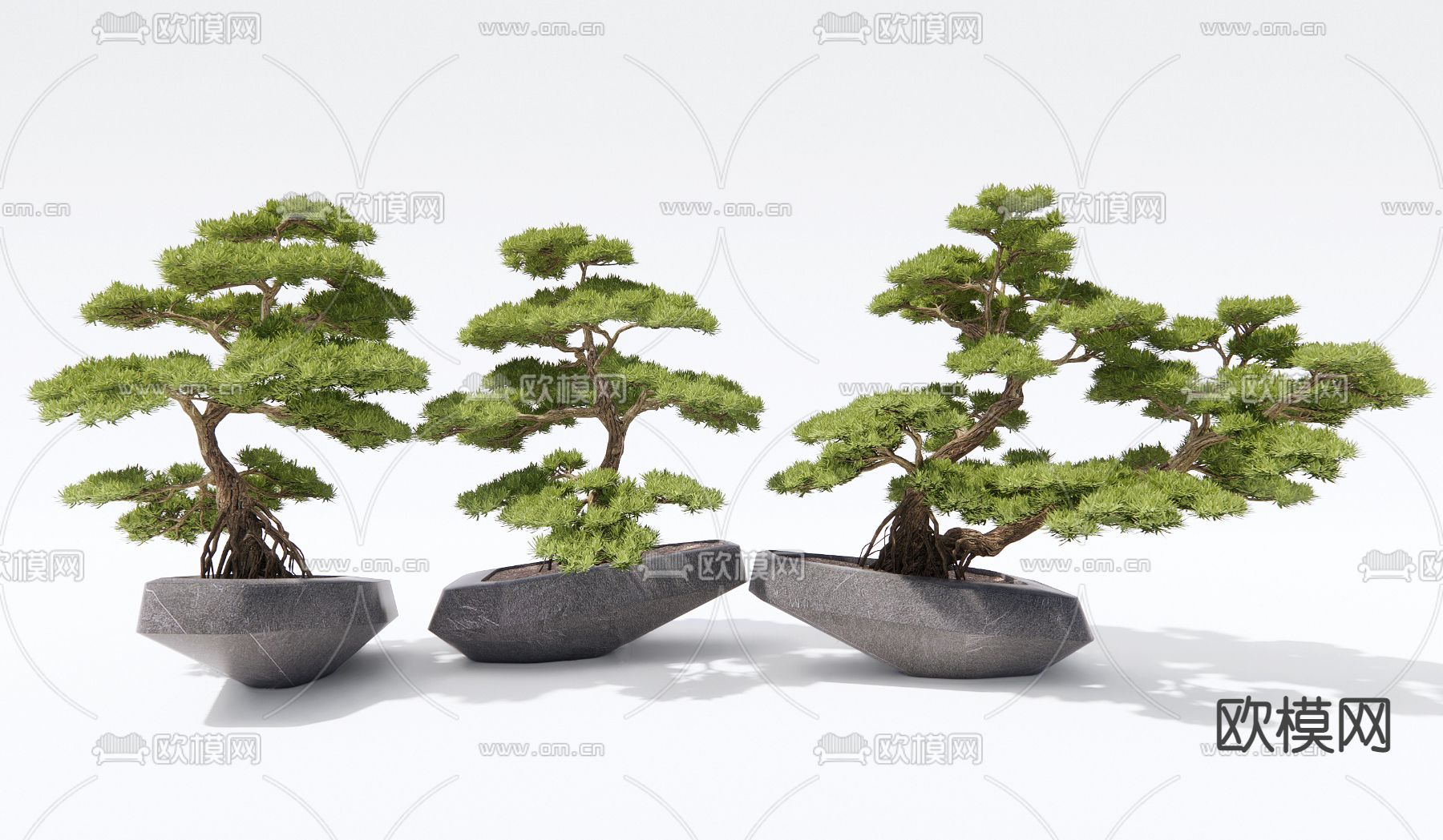 松树 盆栽 盆景3d模型下载