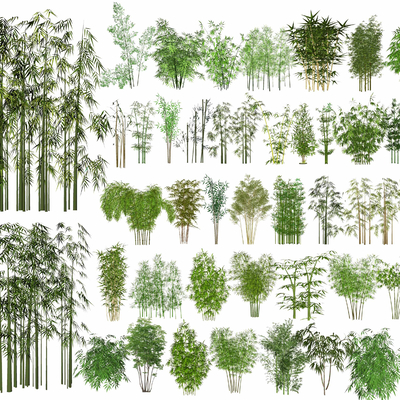  竹子 南天竹 罗汉竹su模型 