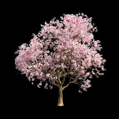  日式樱花树su模型 