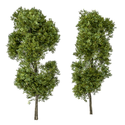  行道树 景观树 大树su模型 