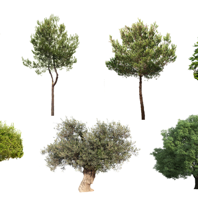  现代松树2d组件su模型 