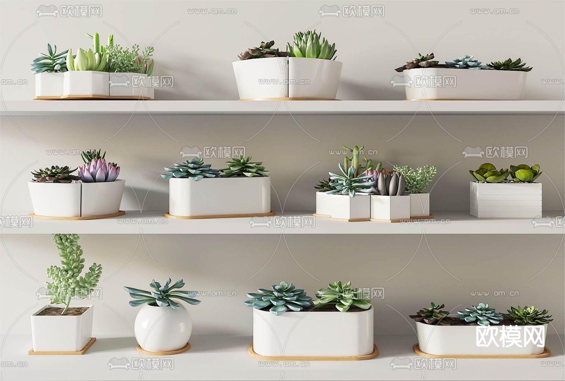 植物盆栽 多肉绿植3d模型