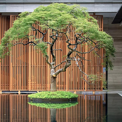  乔木 景观树2D组件su模型 