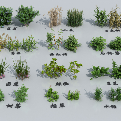  农作物 油菜 萝卜大蒜su模型 