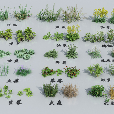  油菜 草莓 芝麻菜su模型 