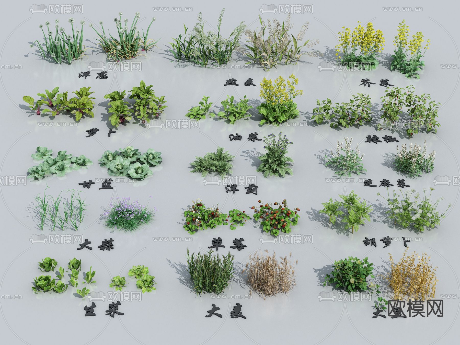 油菜 草莓 芝麻菜su模型下载（渲染图1）