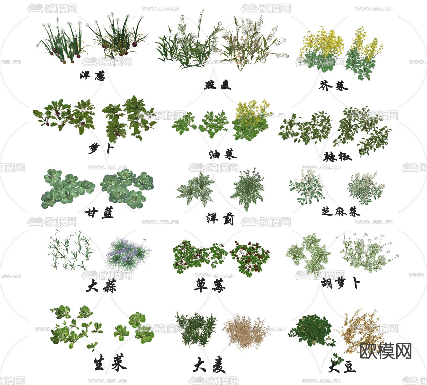 油菜 草莓 芝麻菜su模型下载（渲染图2）