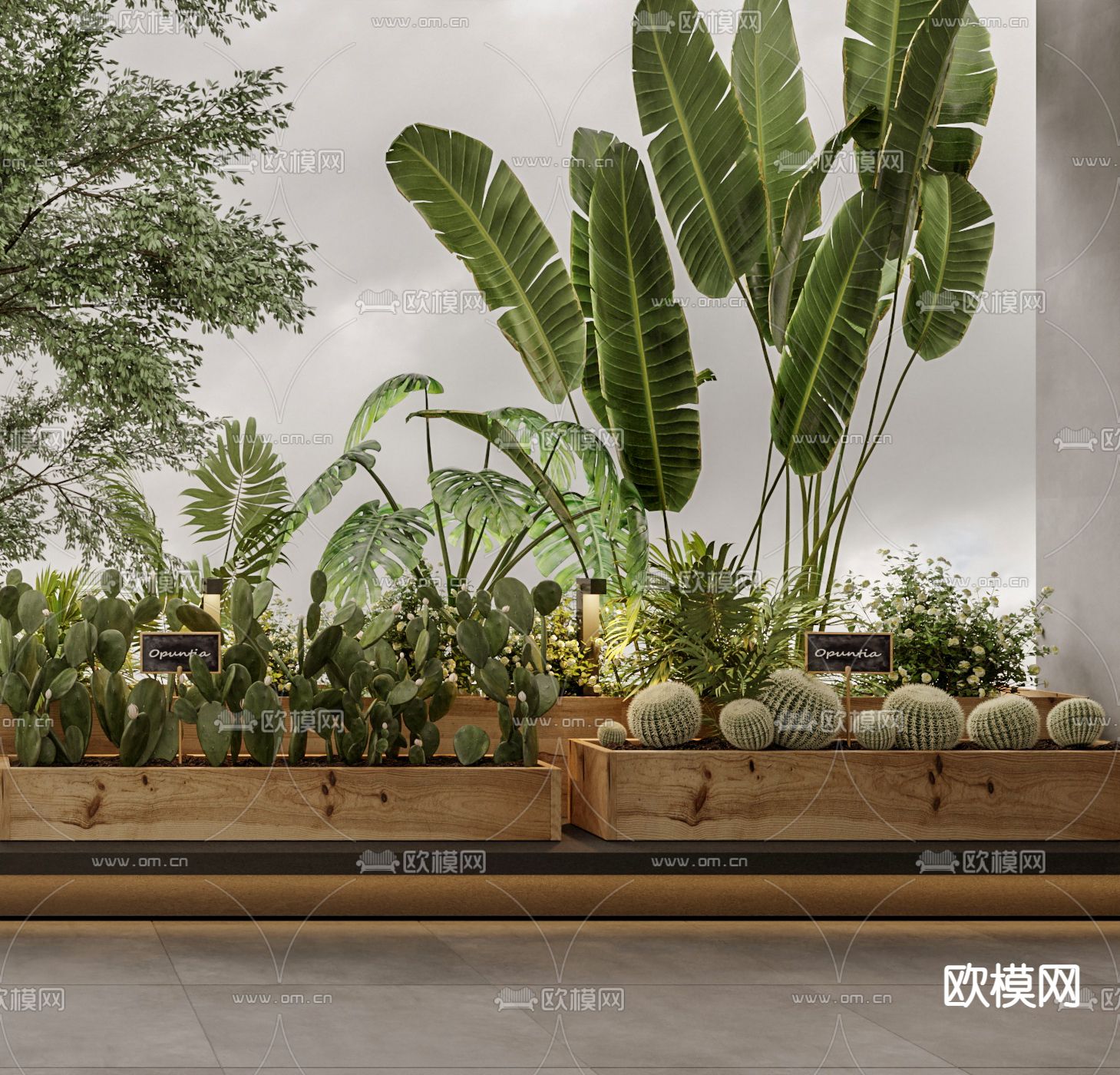 仙人掌 花坛 花箱3d模型下载（渲染图2）